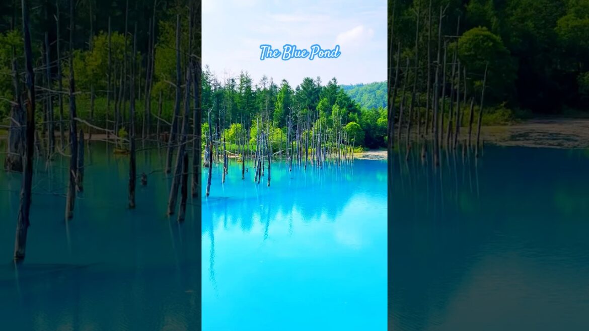 The Blue Pond. The Blue Pond.