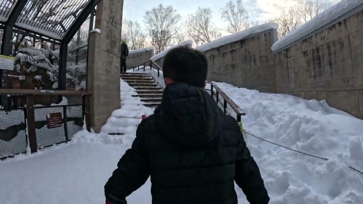 Asahikawa - Asahiyama Zoo - Fierce Animal Area - Part 1 - 17 Dec 2024