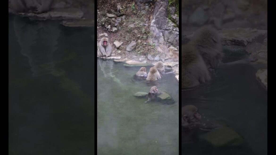 Nagano Snow Monkeys: Hot Springs & Cuteness! #SnowMonkeys #Nagano #JapanTravel Nagano Snow Monkeys: Hot Springs & Cuteness! #SnowMonkeys #Nagano #JapanTravel