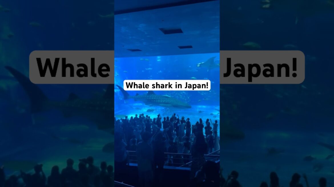 Whale shark in Japan! #travelvloggers #travel #japan #okinawa #okinawaaquarium #whaleshark