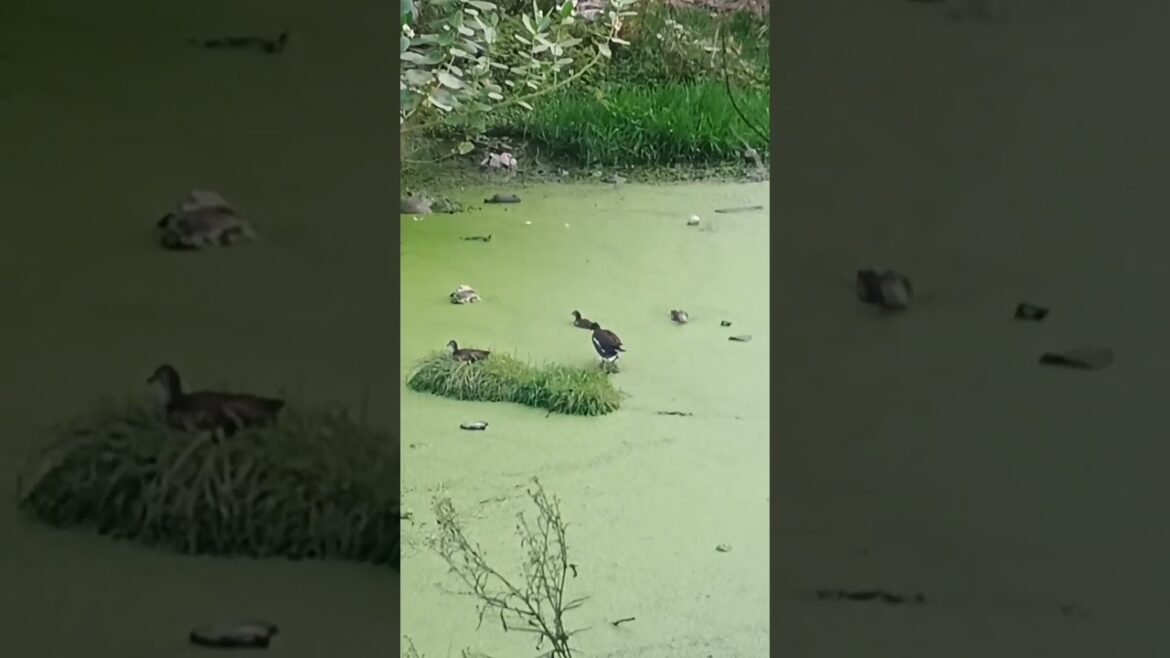 Aj kl to umas bahut hai paksiya b naha rhi #travel #nature