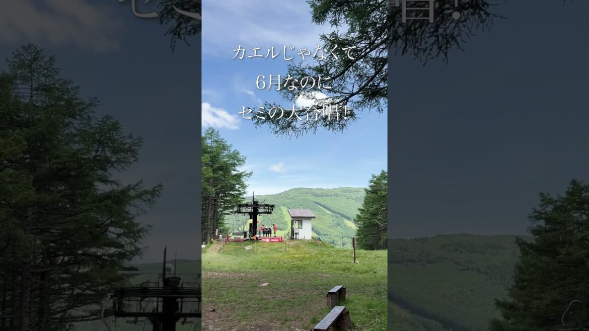 湯の丸高原スキー場　【つつじ祭り】 #長野県 #旅行 #湯の丸　 #nagano #travel #hiking