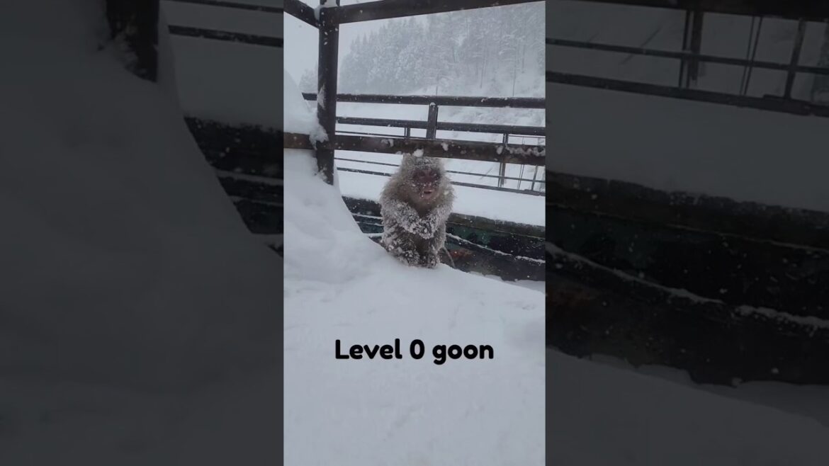 Different ranks of onsen monkeys #travel #onsen #monkey