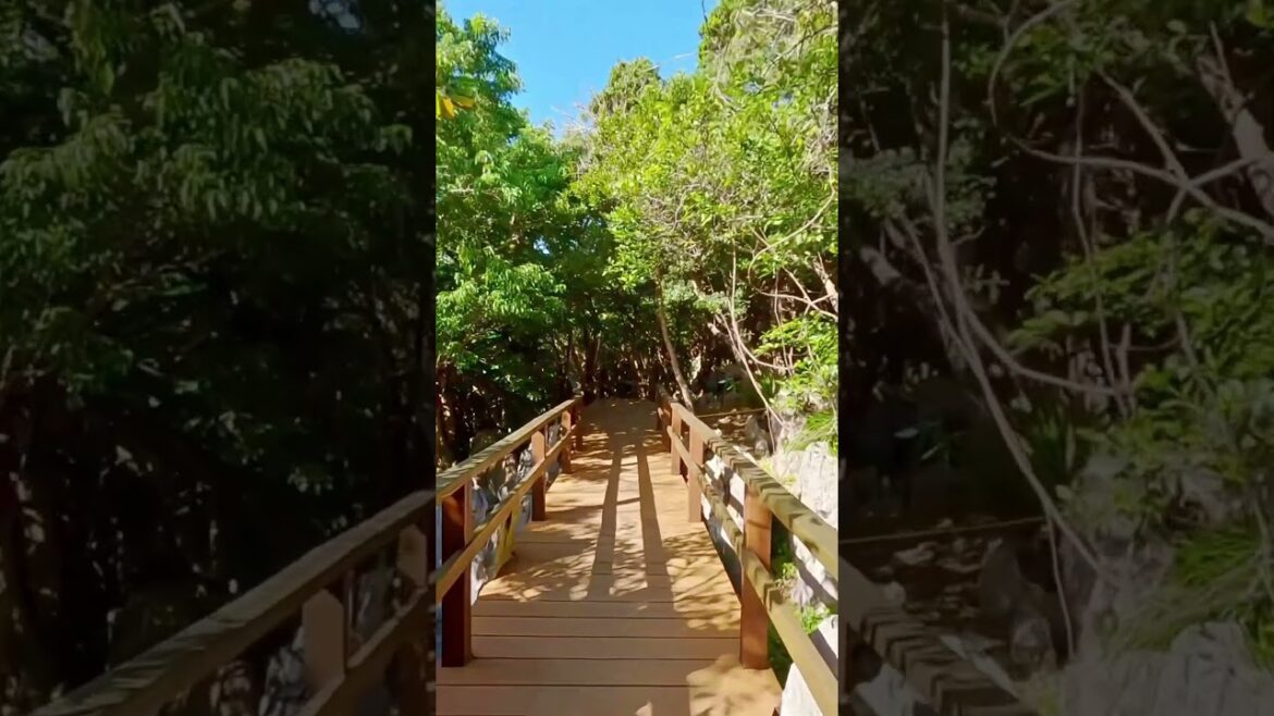 NEW TOUR! 🌏 Okinawa 🇯🇵Welcome to Yanbaru National Park in Okinawa. #japan #travel