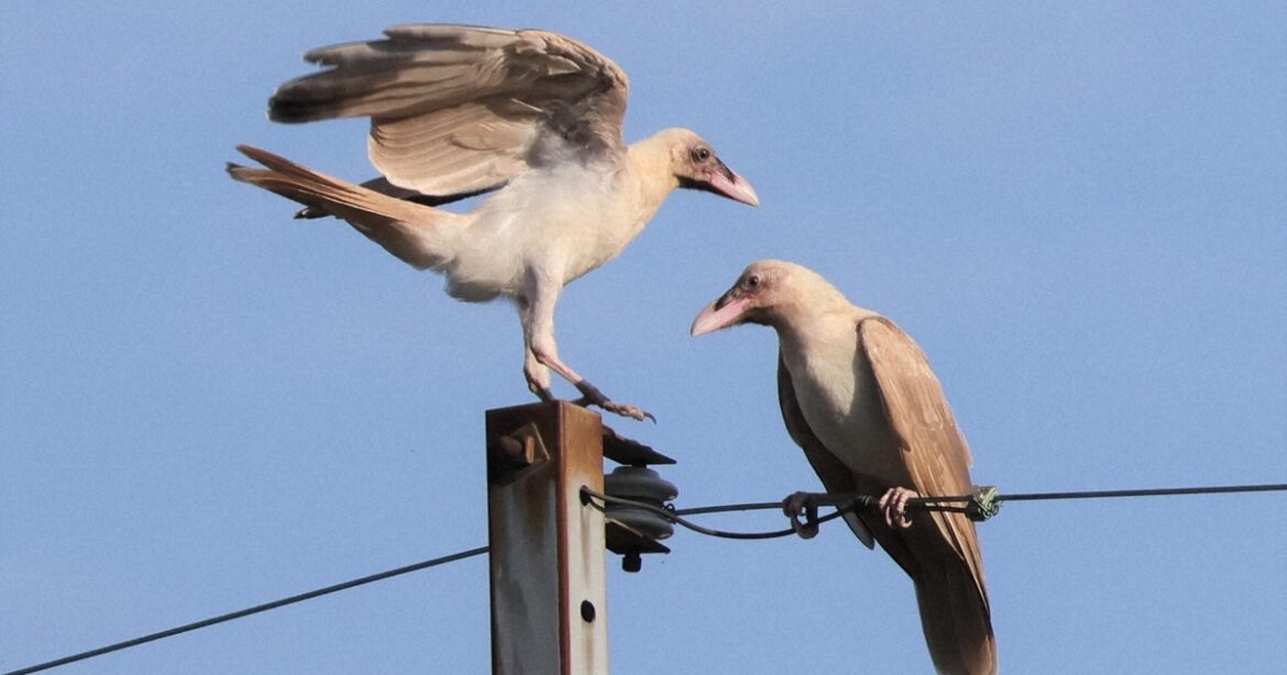 Easy Japanese news in translation: Rare white crows spotted in Shiga Prefecture