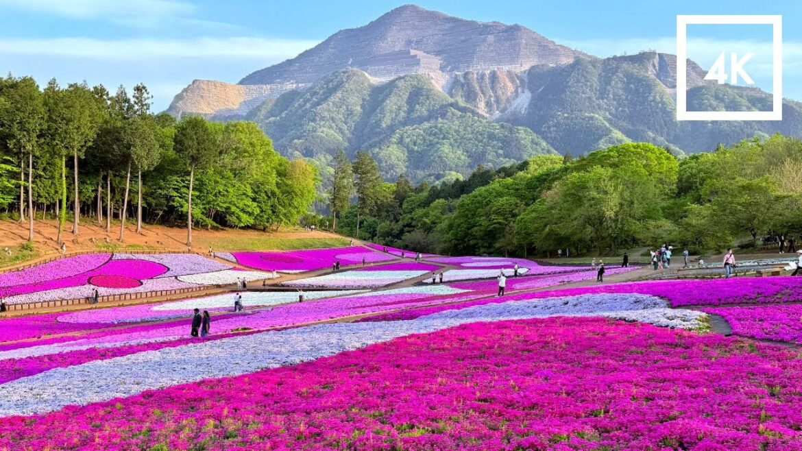 Japan – walking tour to explore Japan’s most beautiful and vibrantly colored floral landmarks / 4K Japan - walking tour to explore Japan’s most beautiful and vibrantly colored floral landmarks / 4K