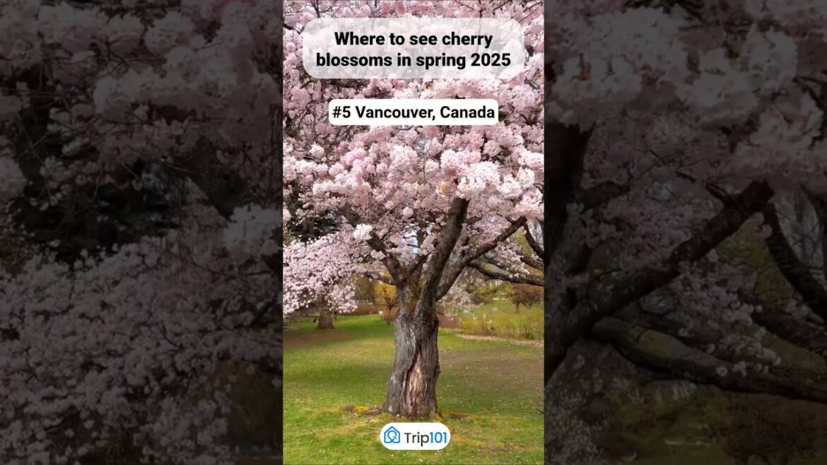 πΈ 7 Stunning Destinations to See Cherry Blossoms in Spring 2025! π·#shortsvideo #travelinspiration πΈ 7 Stunning Destinations to See Cherry Blossoms in Spring 2025! π·#shortsvideo #travelinspiration