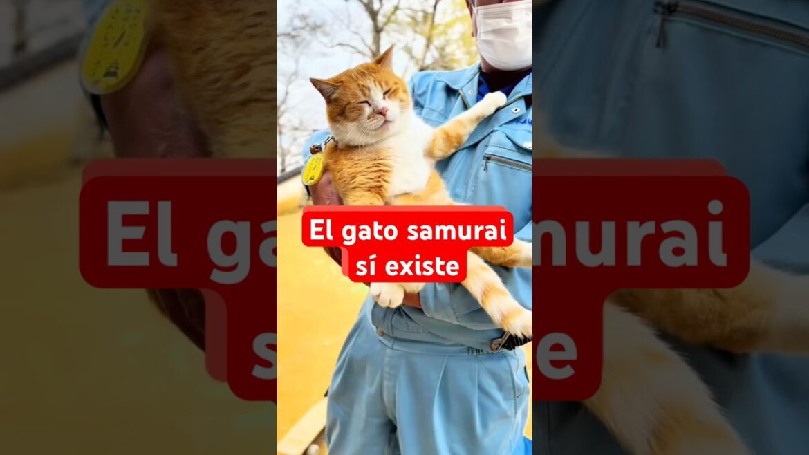 El gato samurai sí existe  #japon #gatos #cat #gato #gatonaranja #japan #okayama