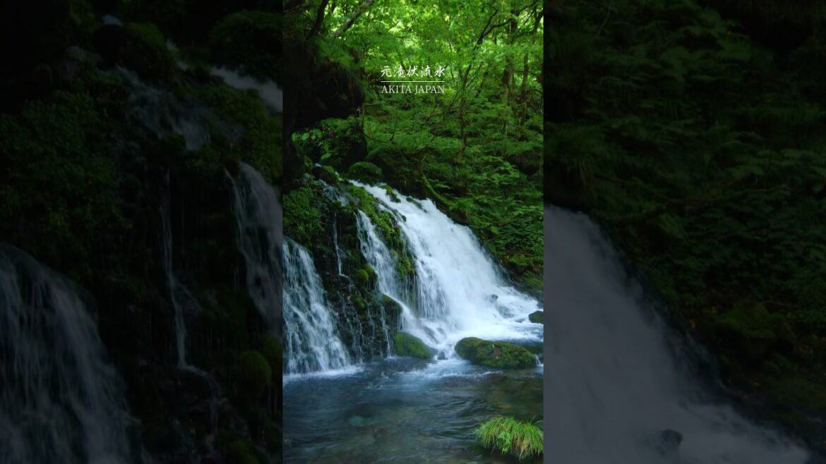 元滝伏流水 Mystical atmosphere Waterfall in Akita Japan 霧に包まれる幻想的な滝の風景と自然音 Nature Sounds 元滝伏流水 Mystical atmosphere Waterfall in Akita Japan 霧に包まれる幻想的な滝の風景と自然音 Nature Sounds