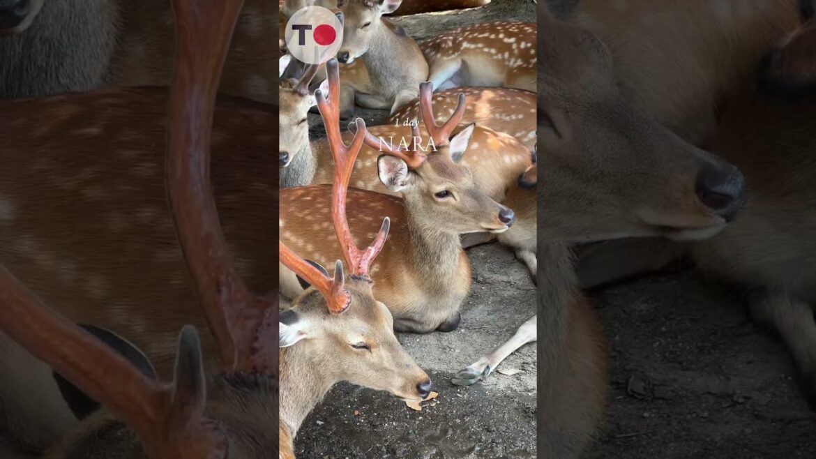 Magical Places in Japan You NEED to Visit in 2025 Magical Places in Japan You NEED to Visit in 2025