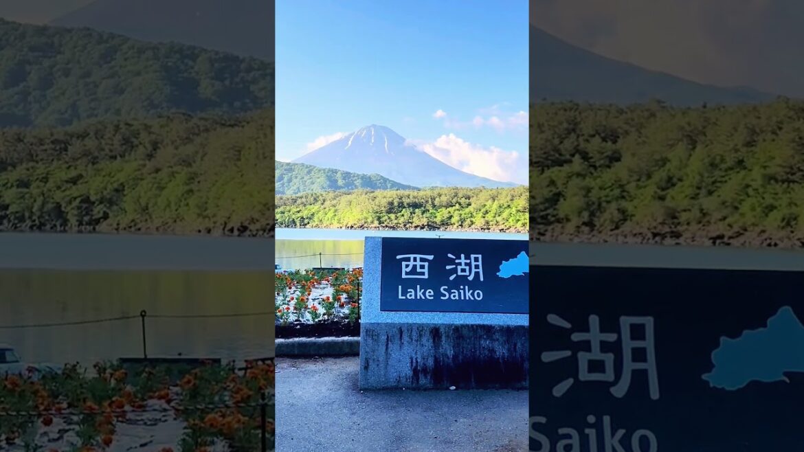 Bathe in Sunlight with Mt. Fuji   #japan #mtfuji #travel #LakeSaiko