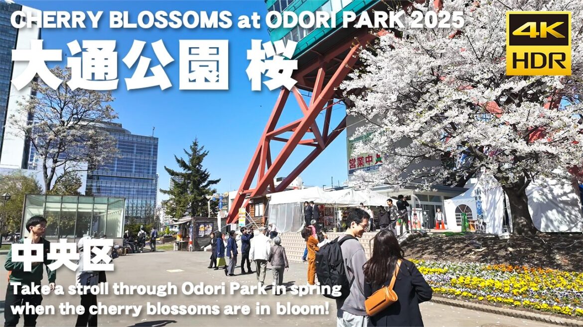 🇯🇵桜咲く 大通公園 散歩 2025 / 日本 北海道 札幌市 [4K HDR Binaural ASMR]