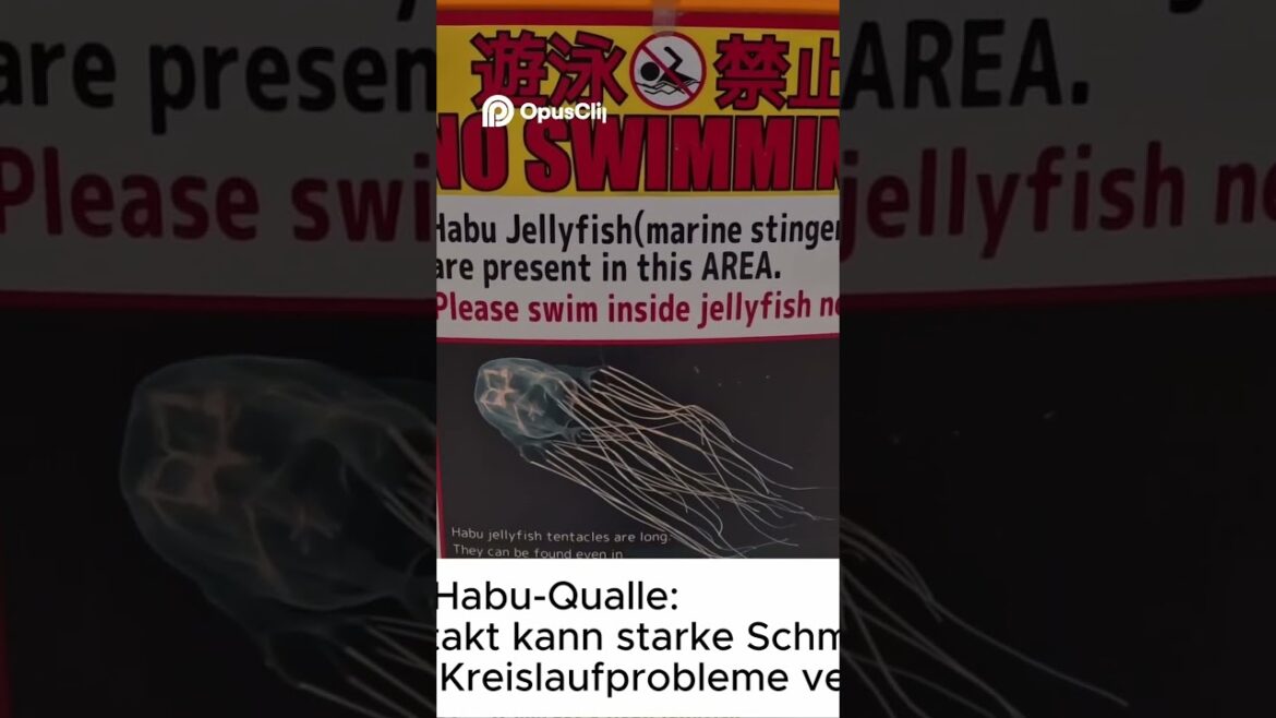 Okinawa-Vibes: Schrein mit Meerblick 🏖️⛩️