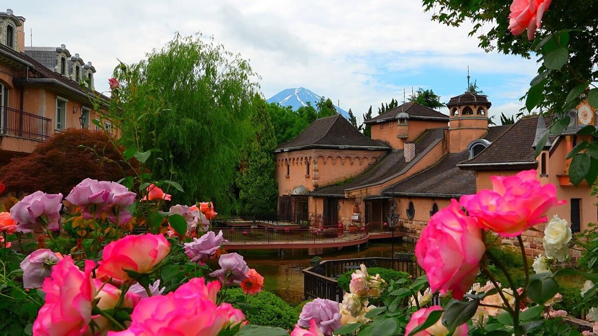 Roses in my hometown, Lake Kawaguchi! Music Forest Museum and Oishi Park