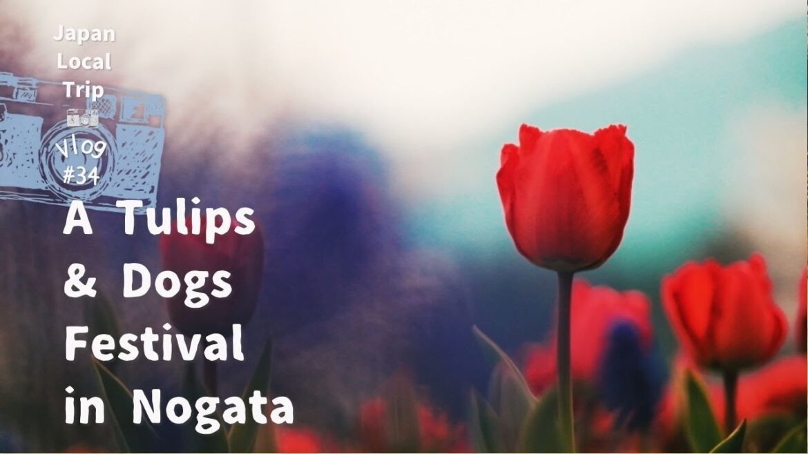 Tulips & Dogs Festival in Nogata | wanlympic | Japan Local trip | Vlog #34 Tulips & Dogs Festival in Nogata | wanlympic | Japan Local trip | Vlog #34