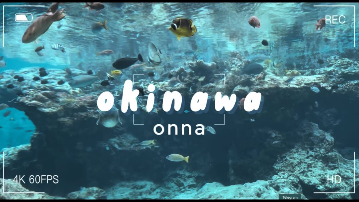travel with me | okinawa, what i ate in onna, food travel with me | okinawa, what i ate in onna, food