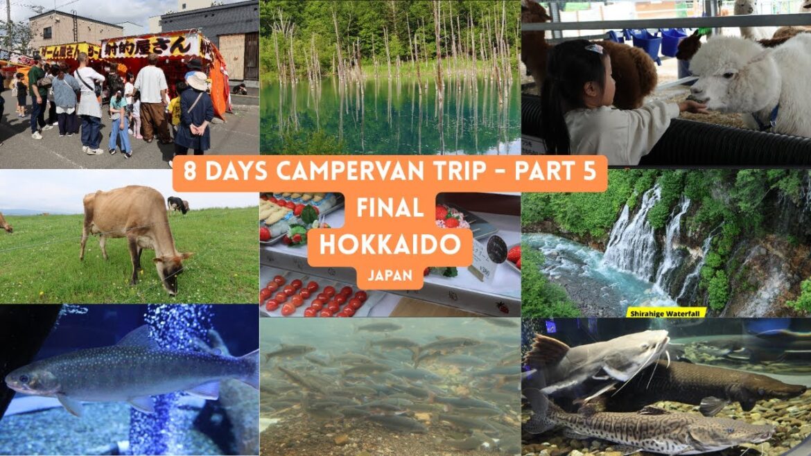 8 DAYS CAMPERVAN WITH KIDS / JUNE HOLIDAY HOKKAIDO JAPAN - PART 5/ Furano, Blue Pond, Biei, Chitose