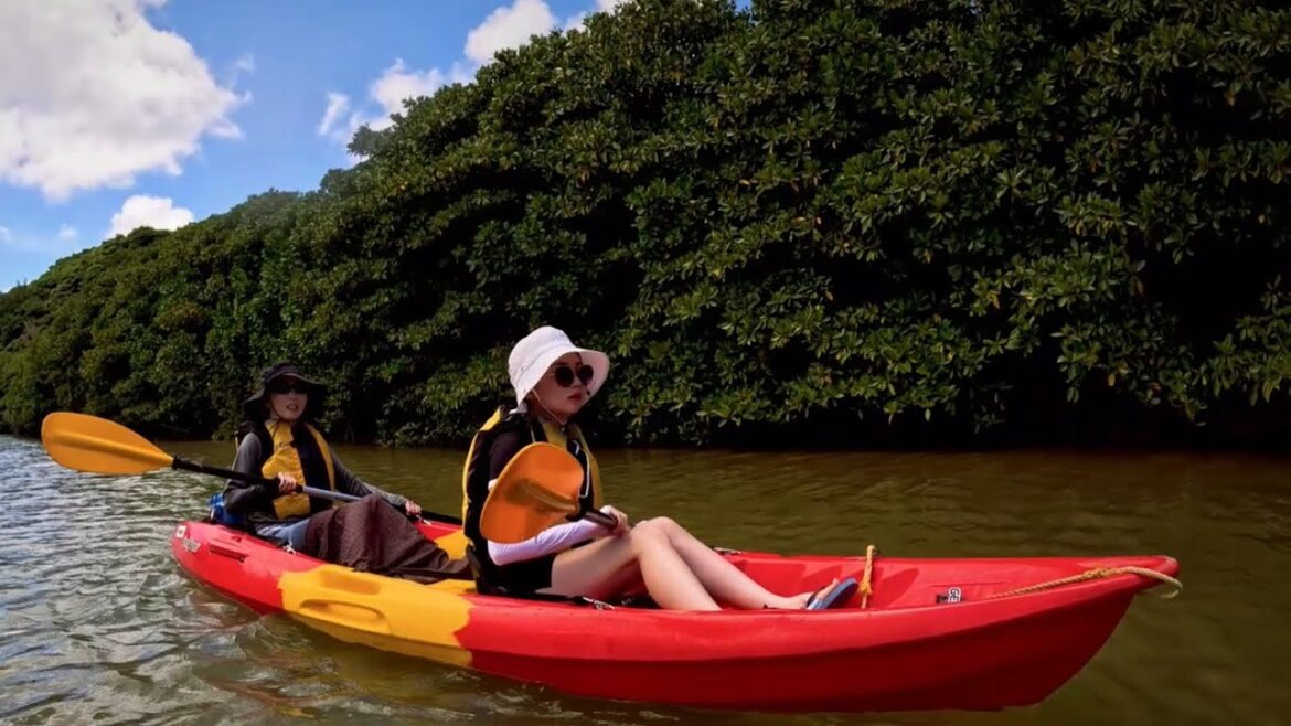 沖縄のマングローブを巡るカヤックツアー A Kayaking Tour through a Mangrove Forest and Out to the Sea  #mangrove #マングローブ林