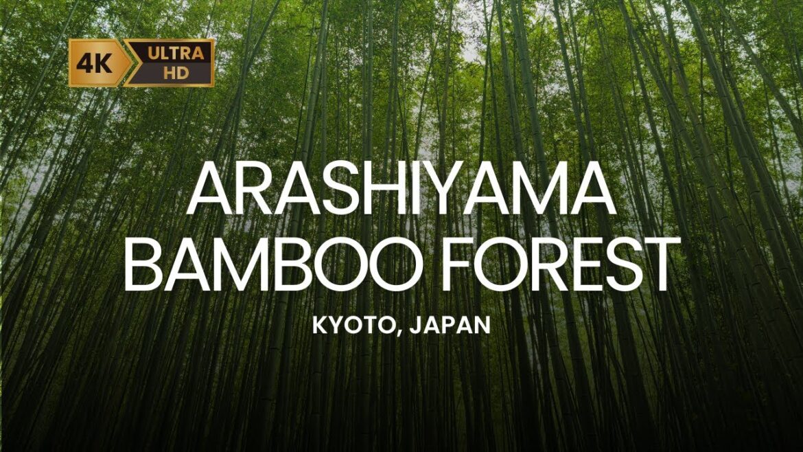 Arashiyama Bamboo Forest 2025 Walking Tour | Kyoto 🇯🇵 | That Girl Wanders Arashiyama Bamboo Forest 2025 Walking Tour | Kyoto 🇯🇵 | That Girl Wanders
