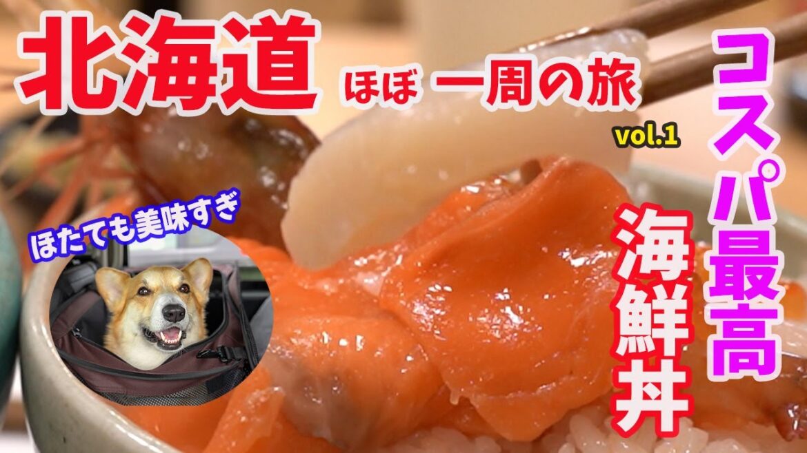 【犬連れ北海道ほぼ一周旅①】道の駅サーモンパーク千歳の海鮮丼が、リーズナブルで美味しすぎてびっくりなコーギーの飼い主/苫小牧フェリーターミナル  /道の駅ウトナイ湖/ 道の駅サーモンパーク千歳