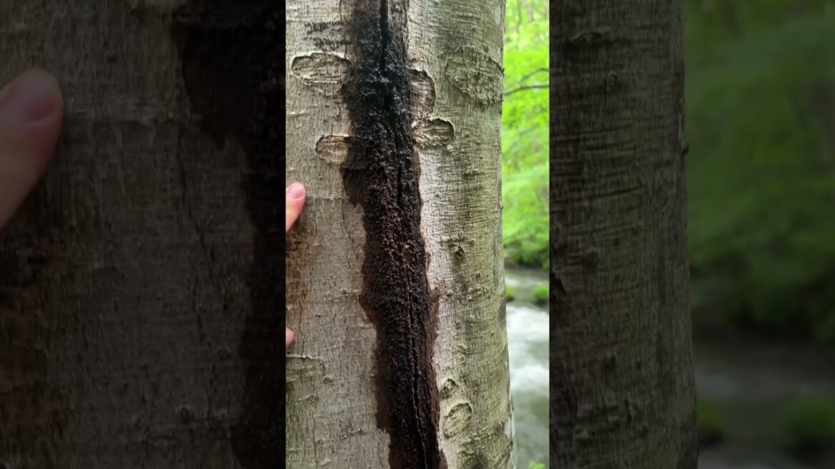 【奥入瀬速報】本格的な雨はお昼から！奥入瀬渓流へ急げーー！！(2025年6月26日)#奥入瀬渓流 #十和田市 #自然 #絶景 #旅行 #十和田湖 #八甲田山 #aomori #oirase