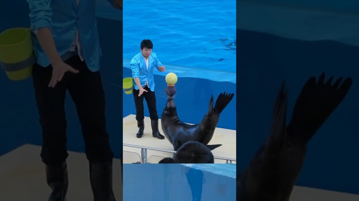 Halloween – Yokohama Sea Paradise_Yokohama Hakkeijima Sea Paradise Sea Animal Show #World Tour Time Halloween - Yokohama Sea Paradise_Yokohama Hakkeijima Sea Paradise Sea Animal Show #World Tour Time