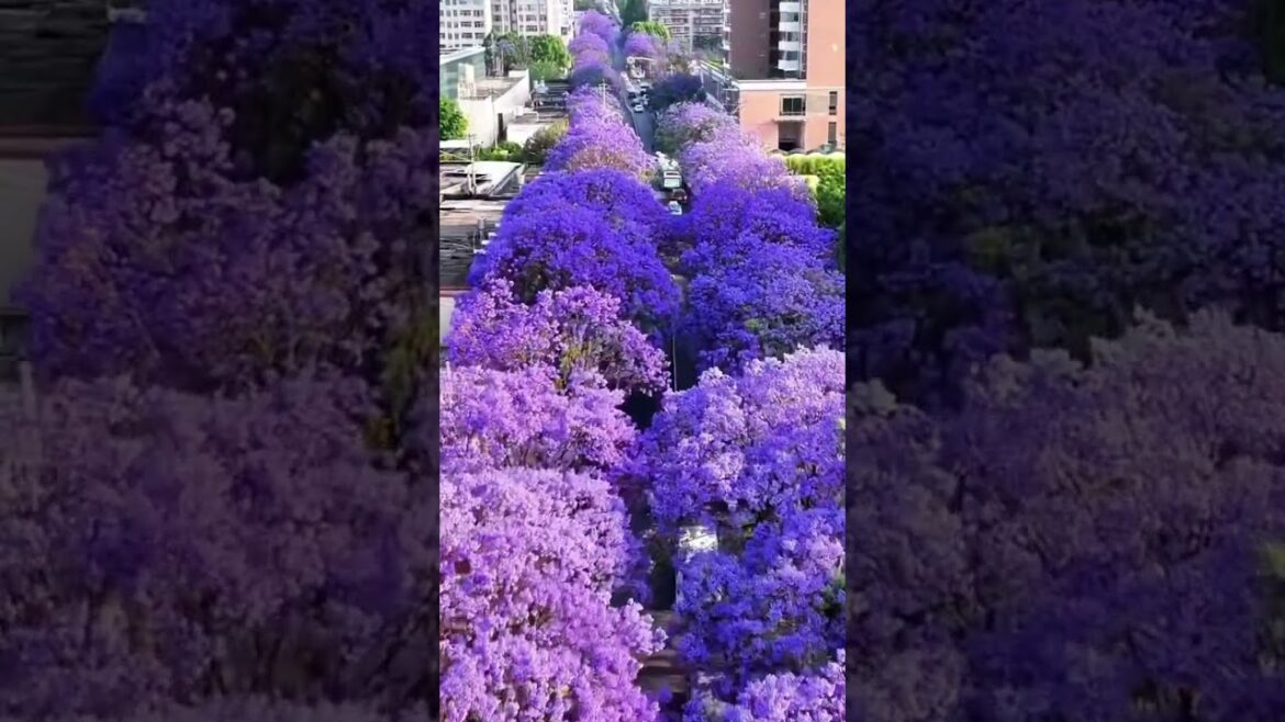 Beautiful Road in Japan 🇯🇵 #travel #nature #ytshorts #shorts #japan #flowers #viral