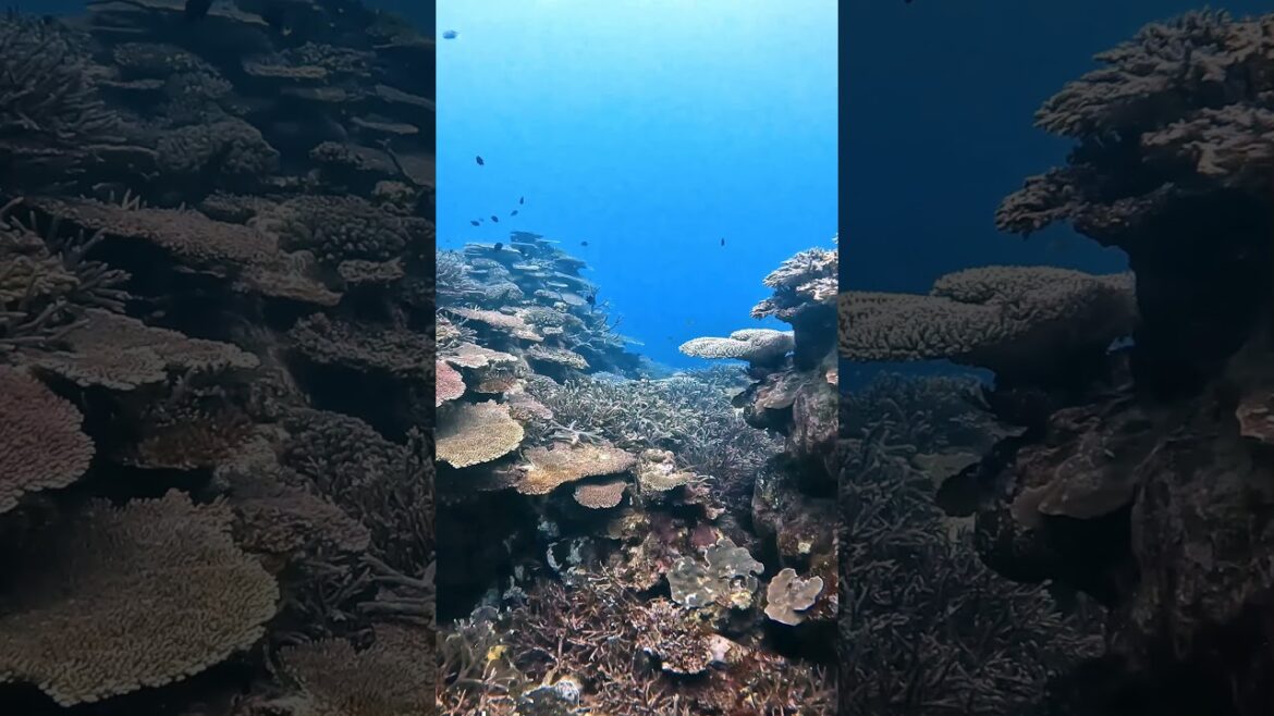 Coral reef of Nakijin, dragon cave dive my favorite dive site in Okinawa