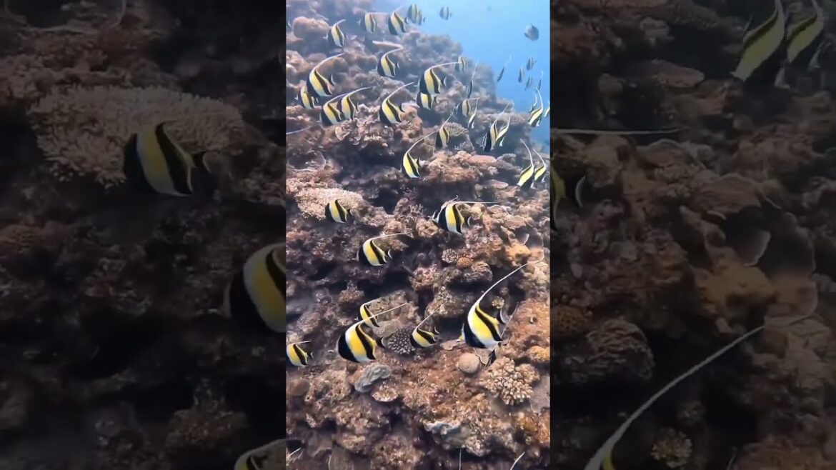 Moorish idols gathering before going to the high sea for mating Sesoko labyrinth – Okinawa Moorish idols gathering before going to the high sea for mating Sesoko labyrinth - Okinawa