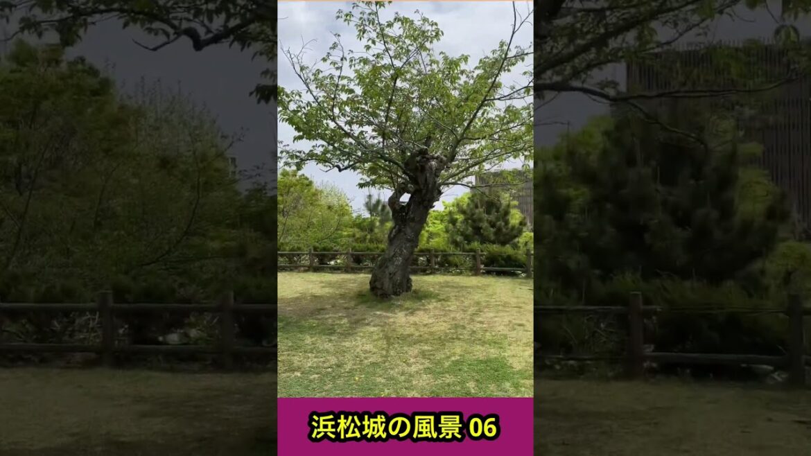 浜松城の景色06 #浜松城  #hamamatsucastle  #japan  #日本 #歴史 #scenery #castle