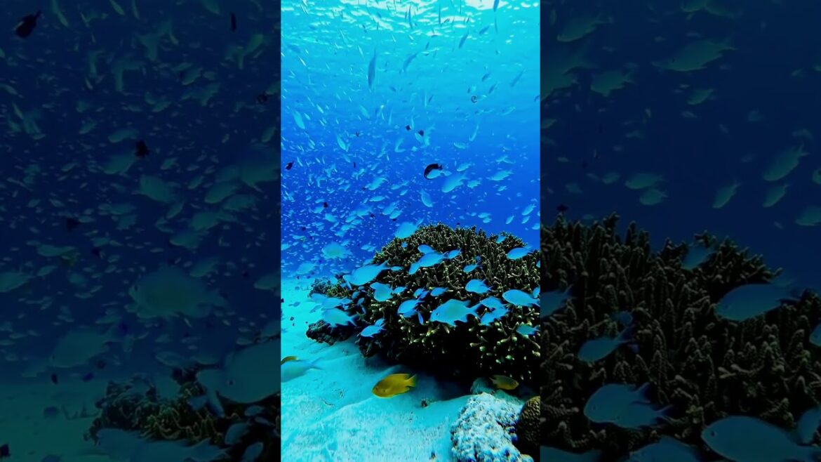 Breathtaking Nature from Okinawa - Japan | Relax & Explore #Shorts #ocean