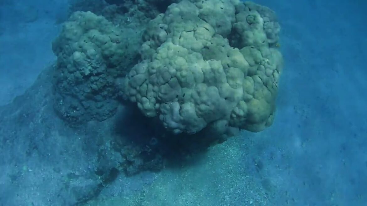 Snorkeling Bandobana Nature Park- Kagoshima- Ibuski- Japan Snorkeling Bandobana Nature Park- Kagoshima- Ibuski- Japan