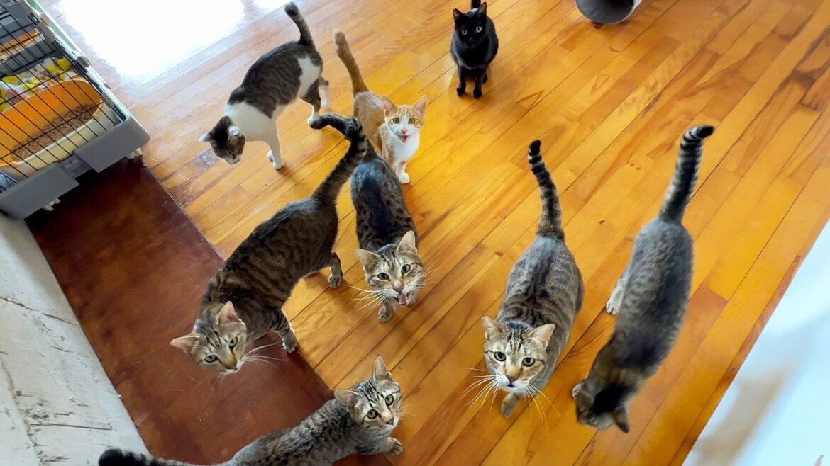 Inside an Abandoned School!? Discover Japan’s Most Heartwarming Cat Shelter🏫🐈 Inside an Abandoned School!? Discover Japan’s Most Heartwarming Cat Shelter🏫🐈