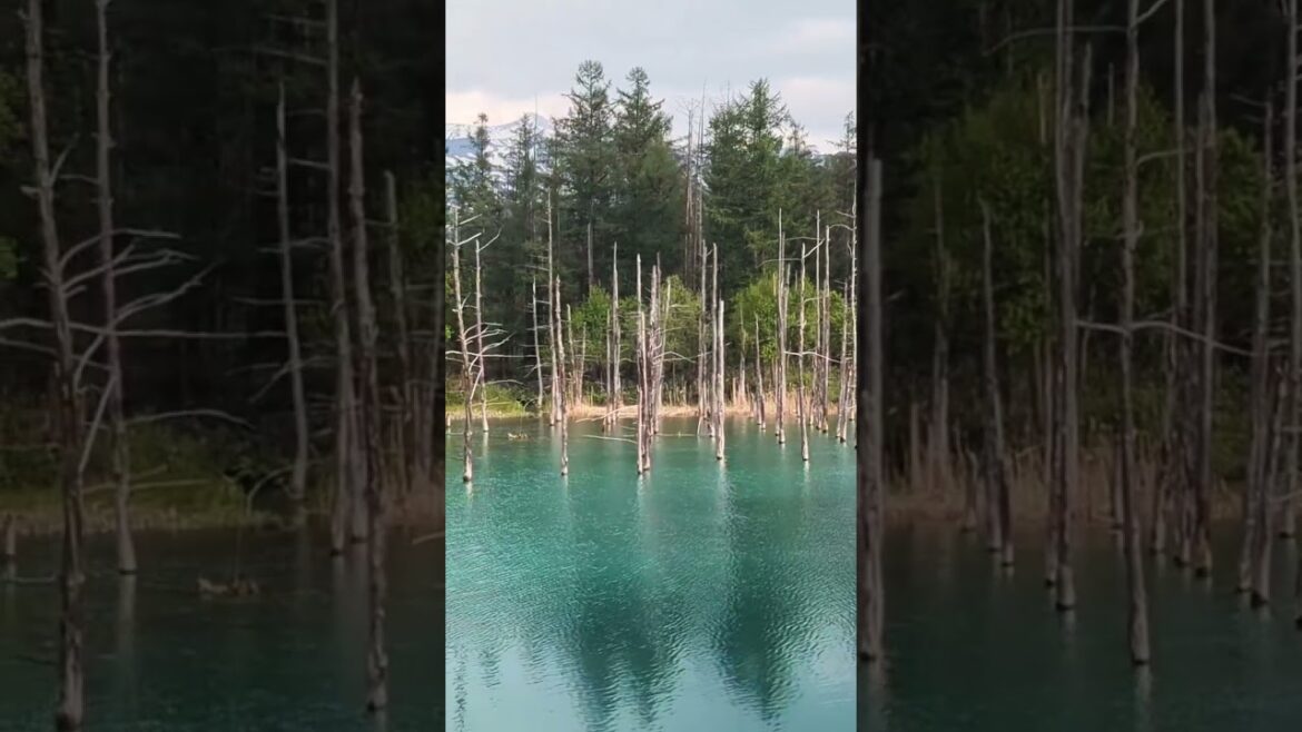 📍Shirogane Blue pond at Biei🌊