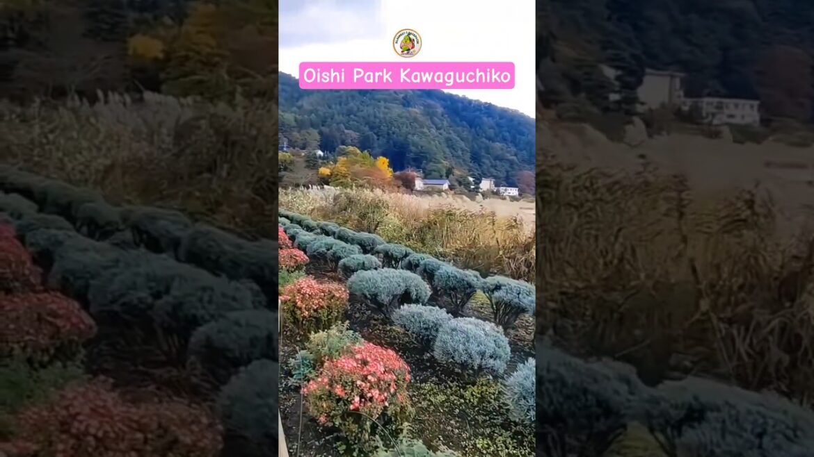 See the Beauty of Flowers, Lakes, and Mount Fuji from Oishi Park Kawaguchiko.