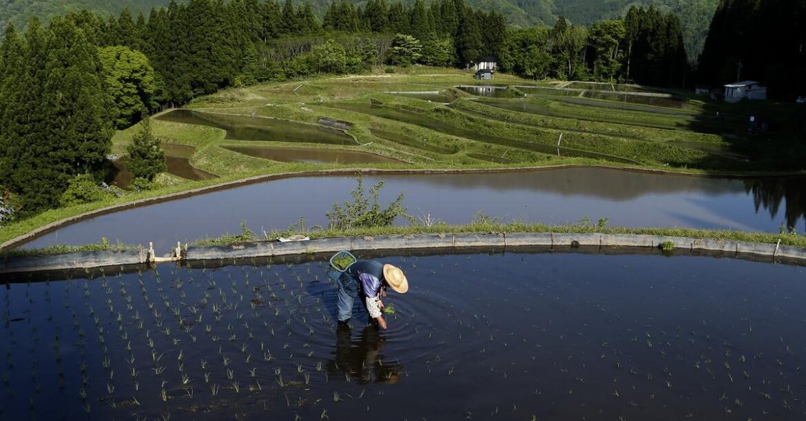 The rice crisis that could bring down Japan’s government The rice crisis that could bring down Japan's government