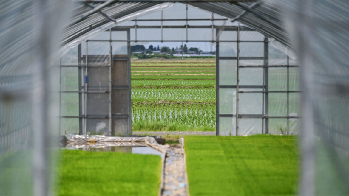 Planted rice seedlings in paddies are seen through a greenhouse, at a farm in the town of Sanjo, Niigata prefecture in northern Japan.