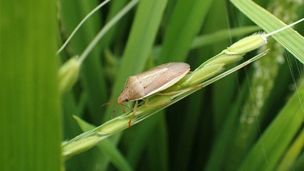 Return of Stink Bugs Add to Japan’s Rice Woes