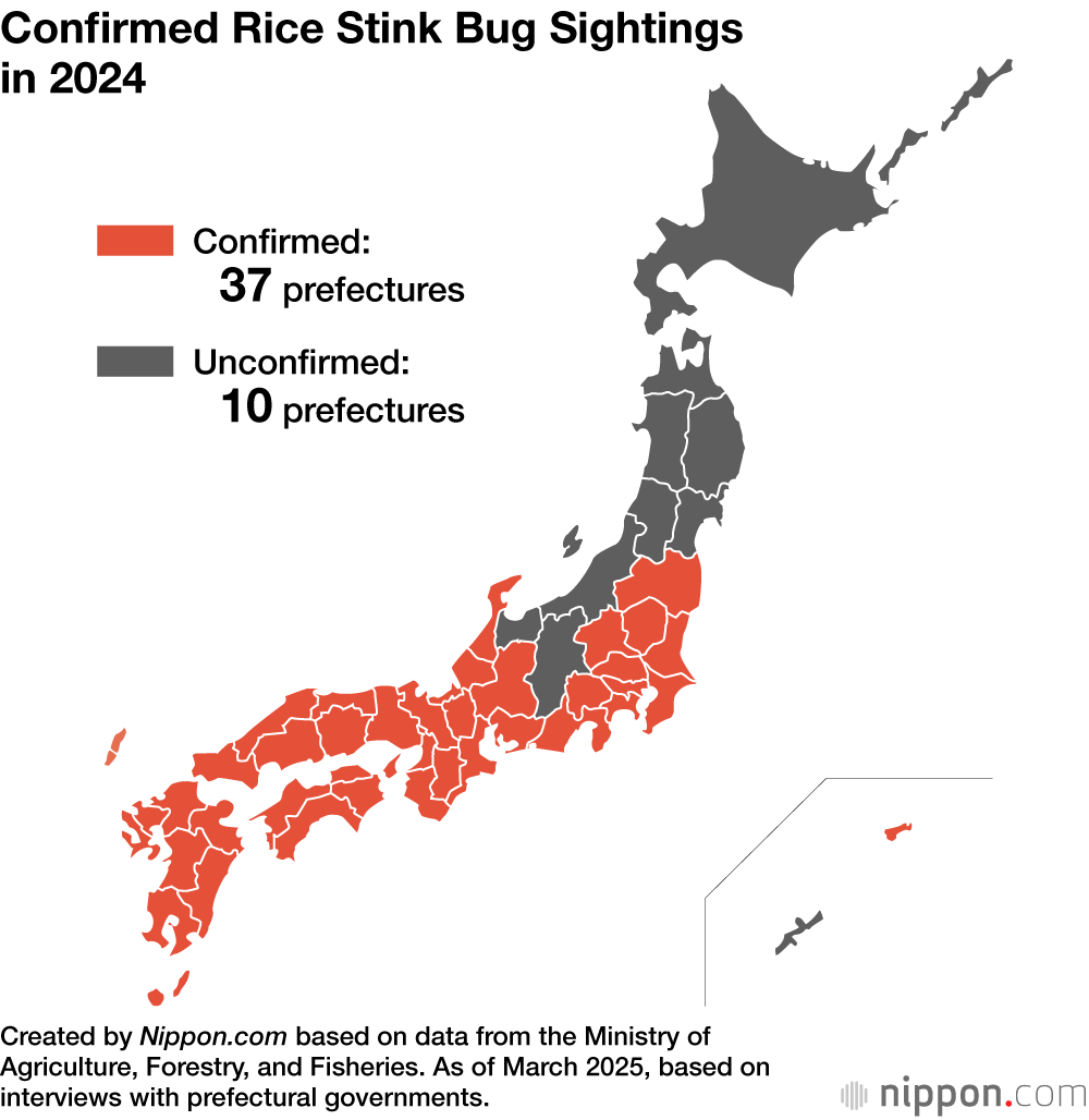 Confirmed Rice Stink Bug Sightings in 2024