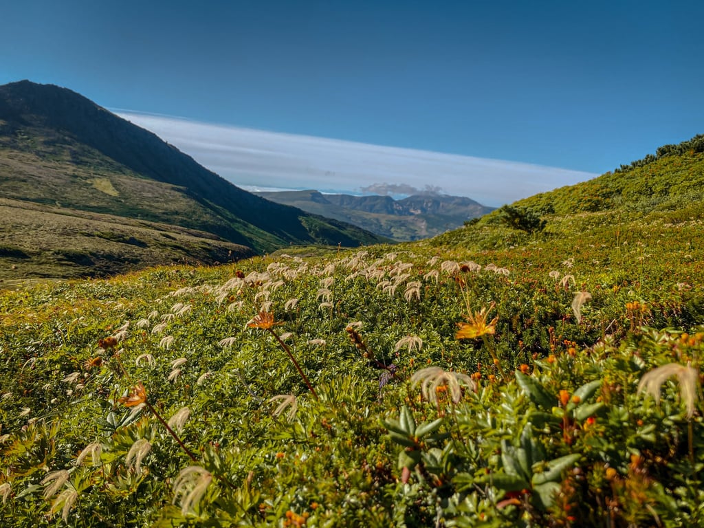 The flowers of the Aleutian avens turn into white featherlike seed pods in late summer. Photo: Cameron Dueck