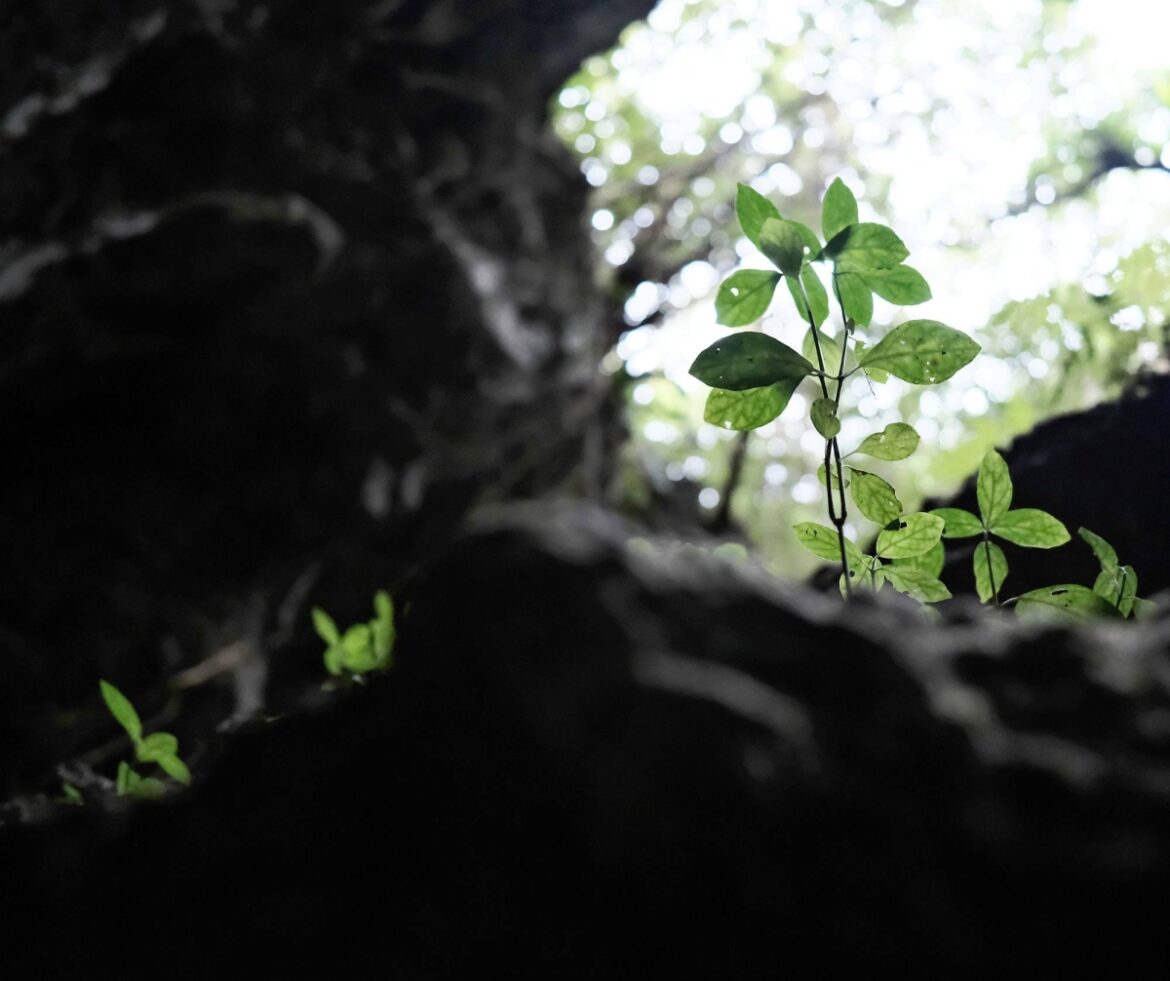 How the scars of war in Okinawa are being healed by a psychologist