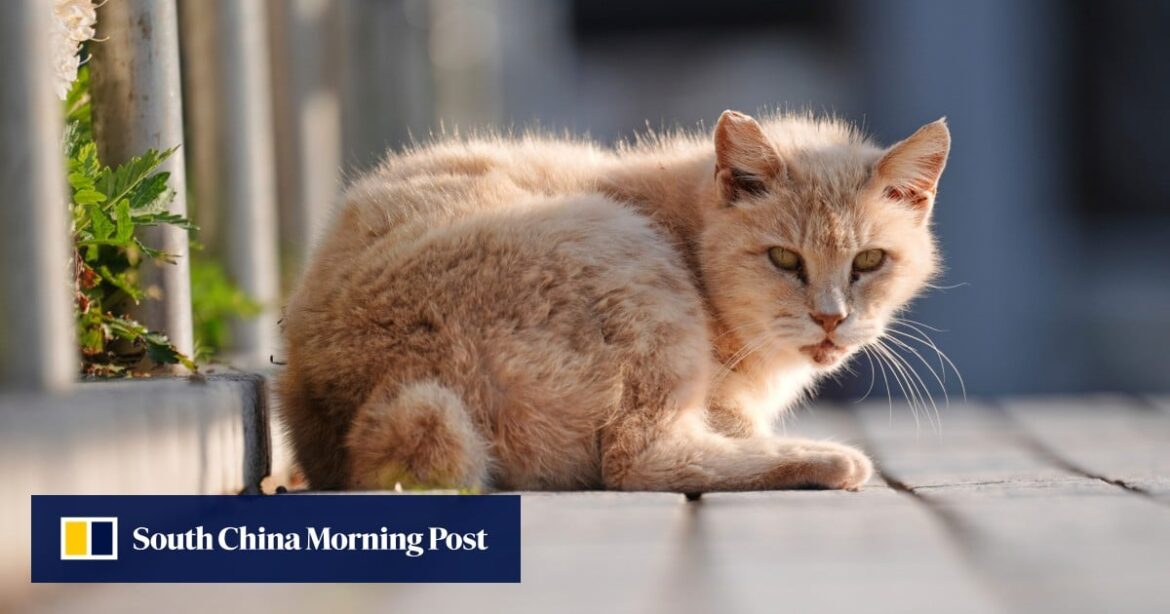 150 dead cats found in Japanese animal welfare volunteer’s squalid home