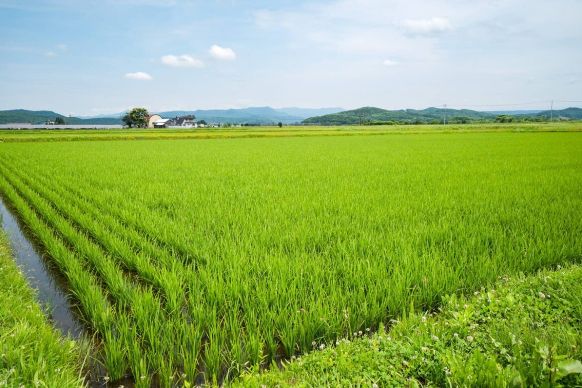 U.S. import pressure raises concerns for Hokkaido agriculture U.S. import pressure raises concerns for Hokkaido agriculture