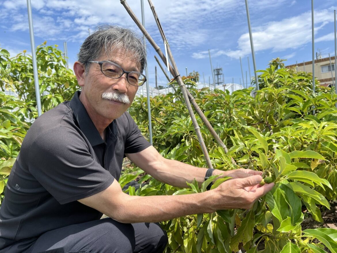 As Japan warms, avocados emerge as an unlikely savior for farmers As Japan warms, avocados emerge as an unlikely savior for farmers
