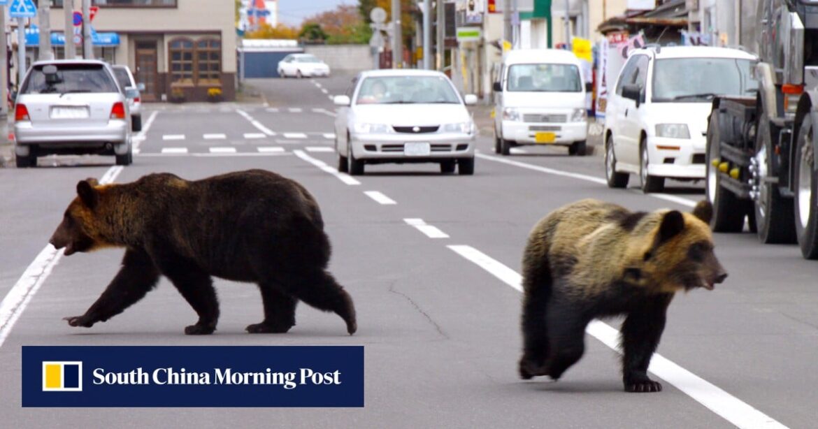 Bear attacks surge in Japan but influencers willing to risk danger for social media fame Bear attacks surge in Japan but influencers willing to risk danger for social media fame