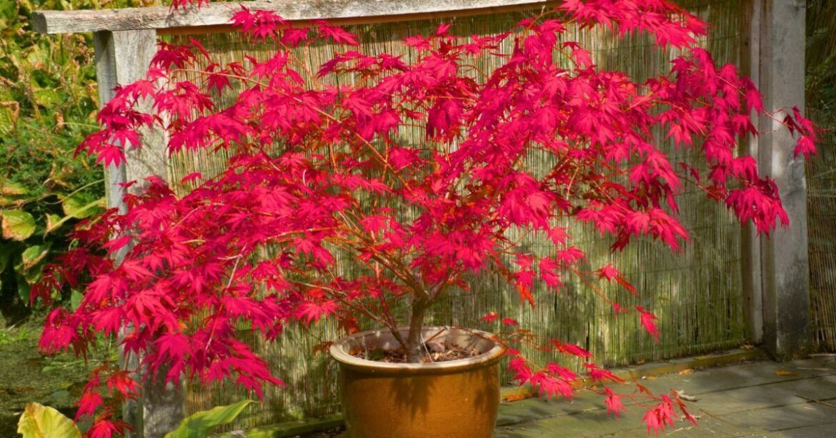 Japanese maple leaves stay healthy and red if you add 1 simple item to the soil Japanese maple leaves stay healthy and red if you add 1 simple item to the soil