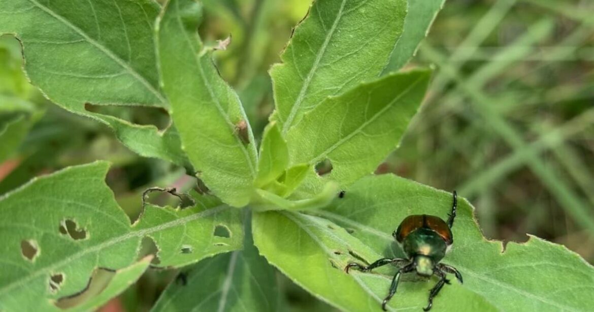 First Summer Sightings of Japanese Beetles Reported in Missouri | News First Summer Sightings of Japanese Beetles Reported in Missouri | News