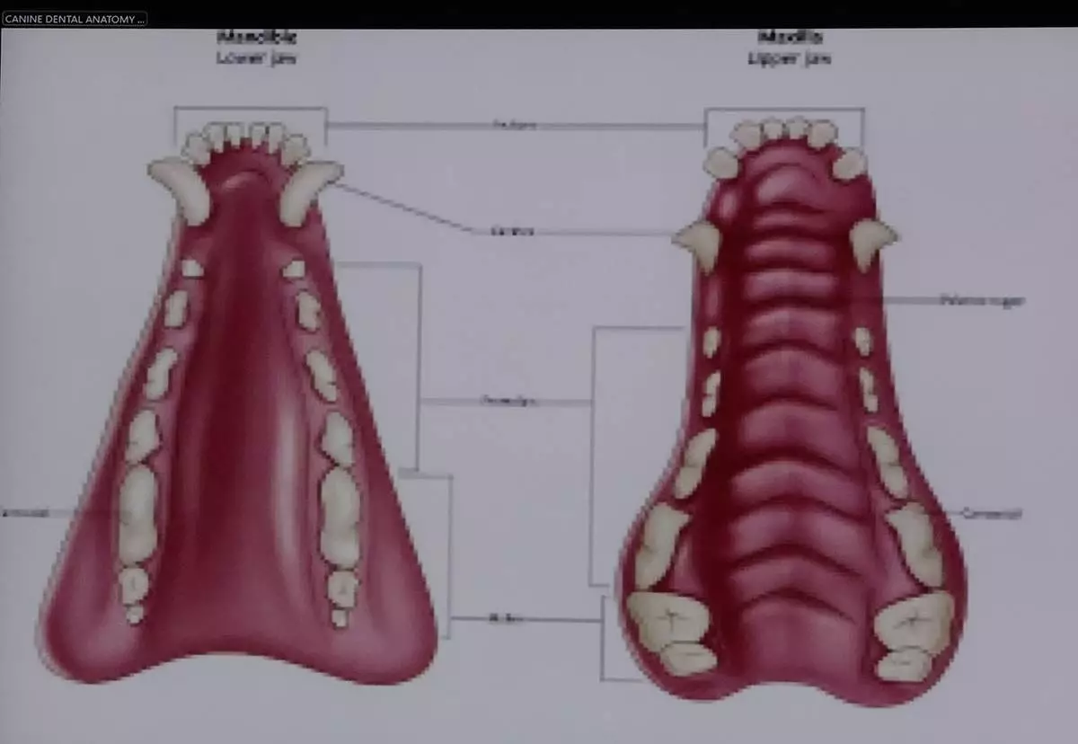 During testimony by forensic pathologist Dr. Marie Russell, a chart of canine dental anatomy, is projected by the defense, during the murder retrial of Karen Read in Norfolk Superior Court, Monday June 2, 2025, in Dedham, Mass. (Pat Greenhouse/The Boston Globe via AP, Pool)