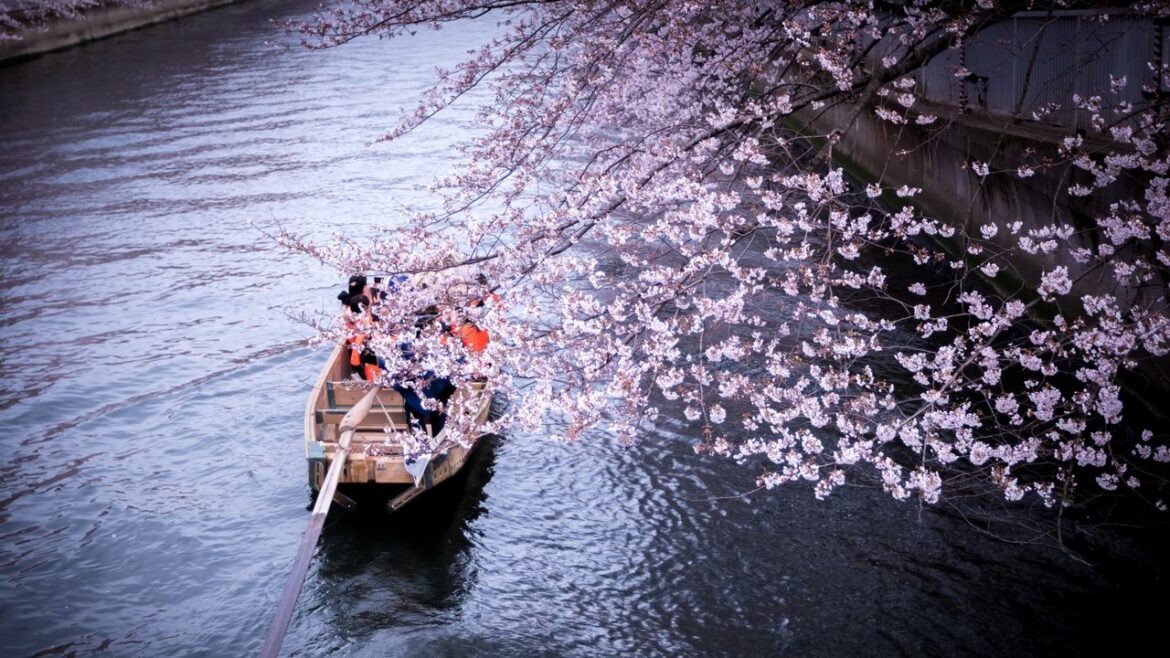 Kochi to Kyoto: the first official cherry blossom forecast for 2025 is out