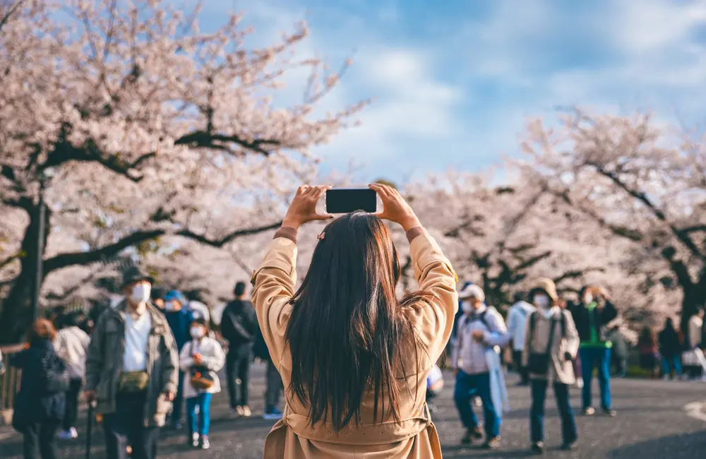 Female tourist taking a photo of cherry blossoms in park in Tokyo, Japan with smartphone.